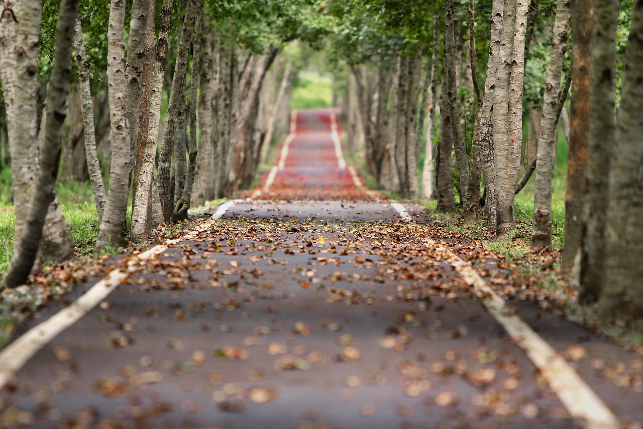 paved avenue between trees. The leaves are truning brown, and have begun to fall onto the path. 